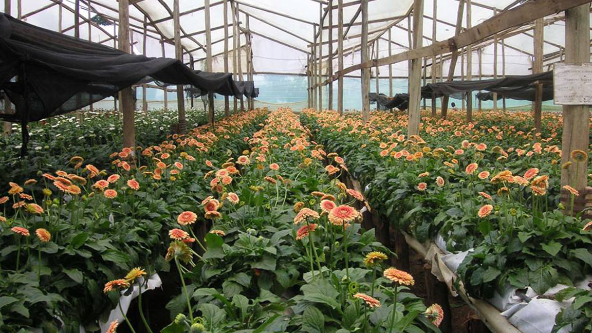 Gerbera flowers grown using Ugandan vermiculite